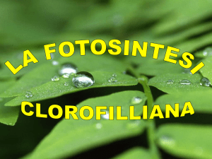 La Fotosintesi Clorofilliana