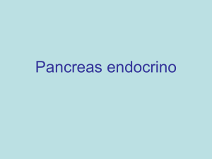Pancreas endocrino