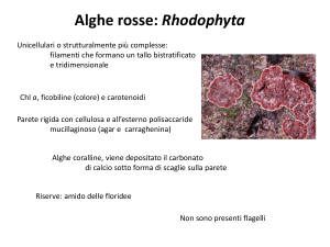 alghe_rosse