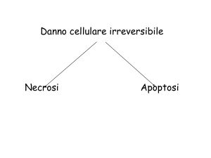 Danno cellulare irreversibile Necrosi Apoptosi