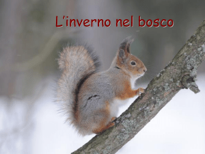 Il bosco d`inverno