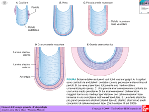 Sistema vascolare