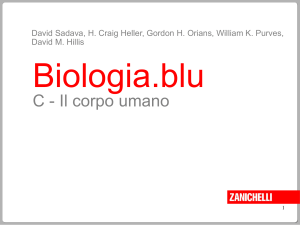 Diapositiva 1 - Zanichelli online per la scuola