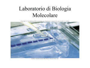 8a_LAB_Cloning_PCR copy