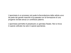 radice