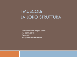 I MUSCOLI: la loro struttura