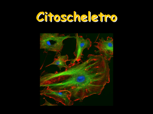 08_Citoscheletro