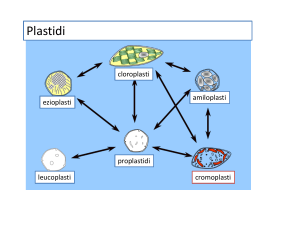 plastidi