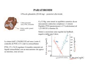 Paratiroidi_aa.2011