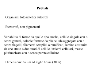 protisti_I