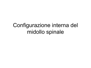 Configurazione interna del midollo spinale