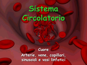The Circulatory System