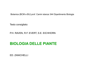 plastidi