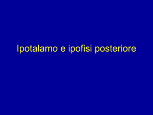 Ipotalamo e ipofisi posteriore