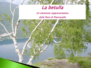 Diapositiva 1 - Scuola Media di Piancavallo