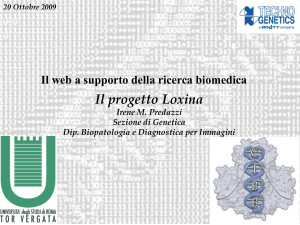 Il progetto Loxina - Irene Predazzi PPT