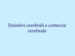 Corteccia cerebrale
