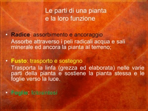 le-piante_seconda