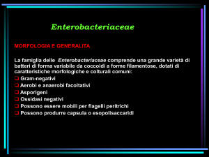 Presentazione di PowerPoint