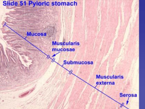 I.Gastroenterico