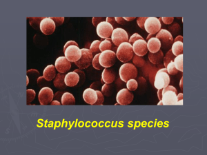 n.7 Stafilococchi