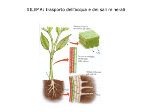 LEZ1_struttura_pianteA2