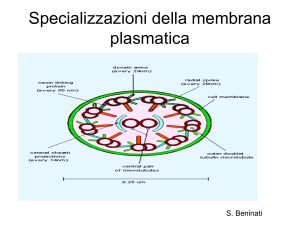 8_Lez_specializzazioni