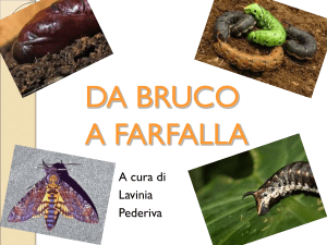 diario di un bruco