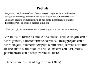 protisti_I