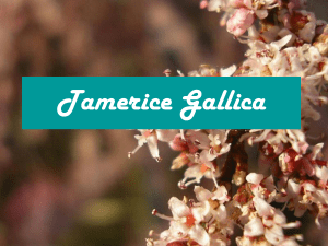 Tamerice Gallica - Istituto Comprensivo Statale Quartucciu