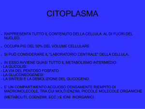 citoplasma