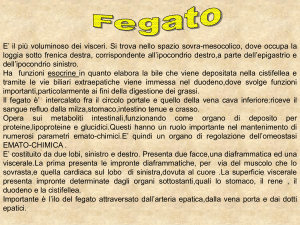 fegato cistifellea pancreas