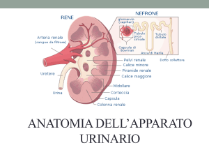 Anatomia dell'Apparato Urinario: Reni e Nefroni