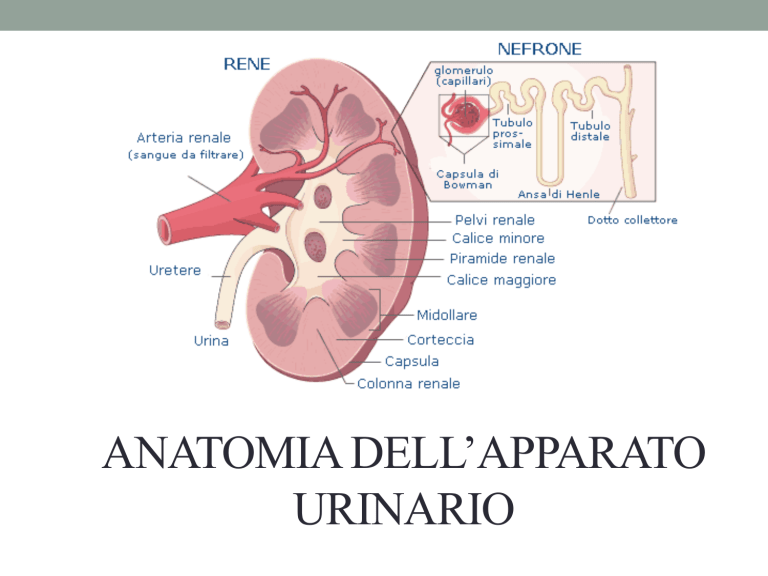 corpuscolo renale