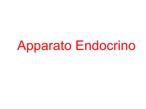 Sistema Endocrino File