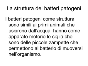 La struttura dei batteri patogeni