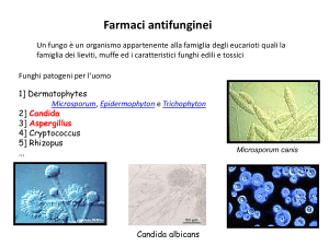 Farmaci antifunginei
