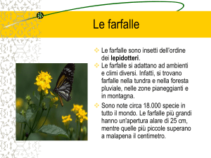 La breve vita delle farfalle