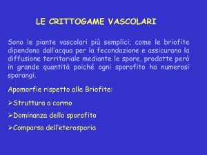 Nessun titolo diapositiva