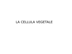 LEZ2_CELLULA_VEGETALE_A1