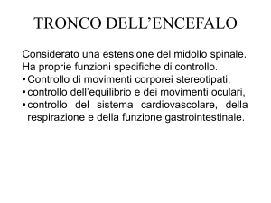 Tronco dell`encefalo e corteccia cerebrale