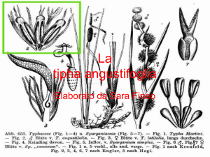 La tipha angustifoglia - Istituto Comprensivo Statale Quartucciu