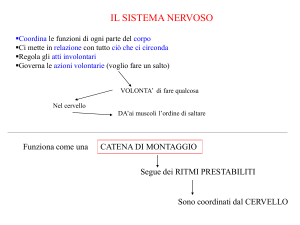impulso nervoso