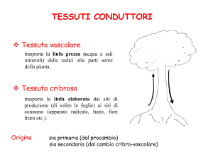 10 I tessuti adulti