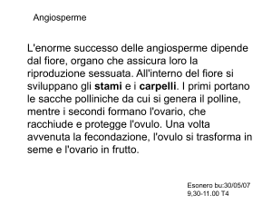 angiosperme
