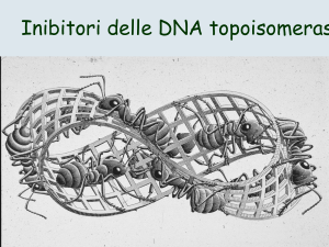 meccanismi di resistenza ai veleni della topo ii meccanismi di