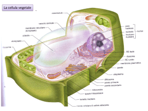 plastidi