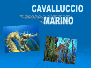 cavalluccio marino