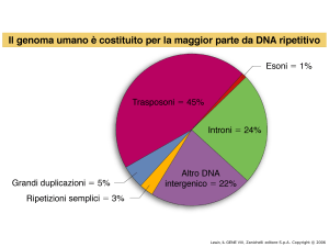 evoluzione di un dna satellite mediante duplicazione e divergenza