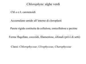 Alghe_verdi